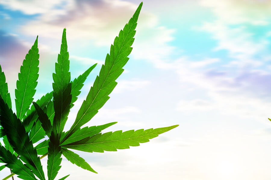 Cannabis Leaf in front of bright sky