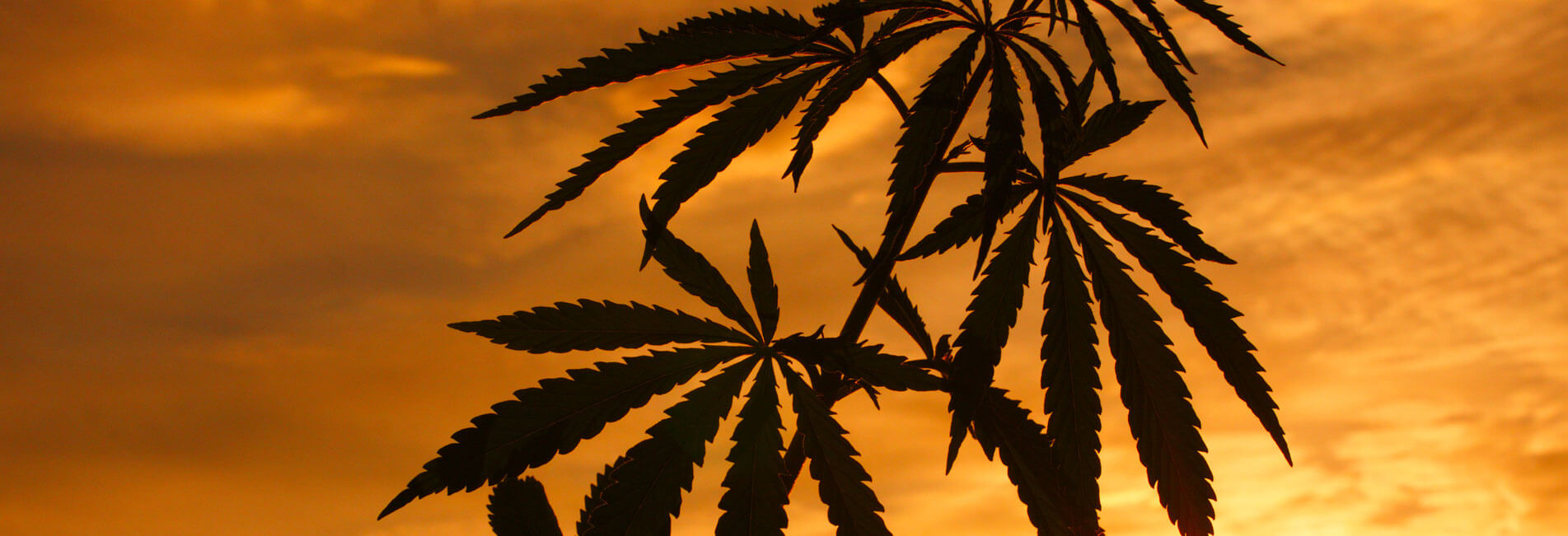 Cannabis Leaves Sunset