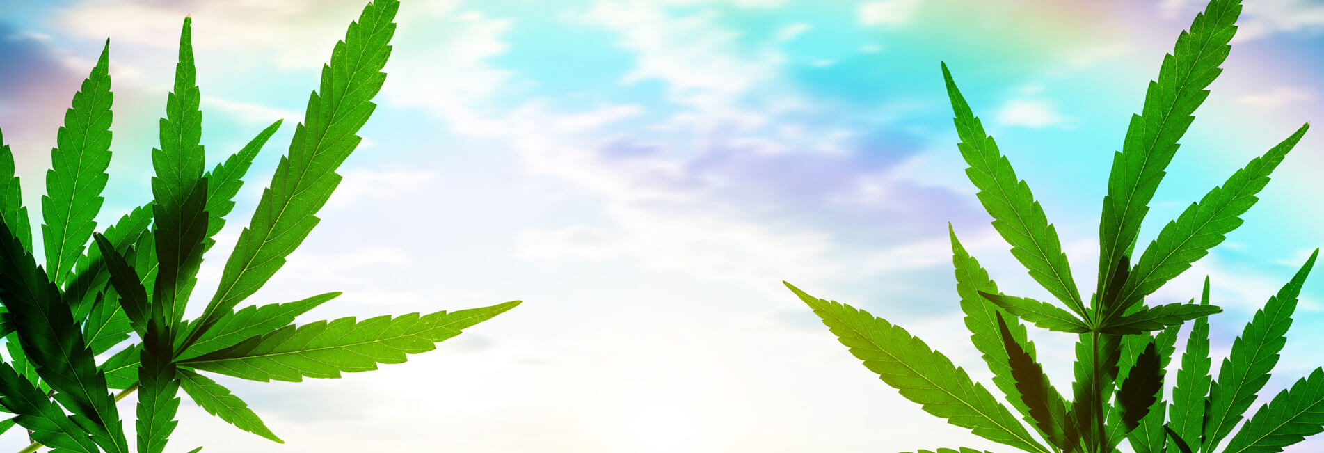 Cannabis Leaves in front of colorful sky