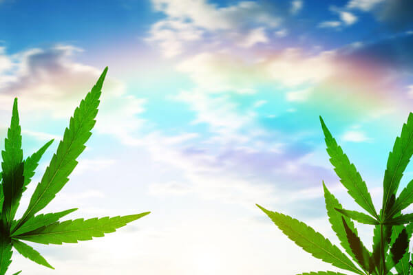 Cannabis Sky in front of bright colorful sky