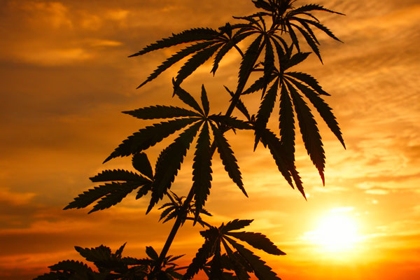Cannabis stalk in front of beautiful sunset