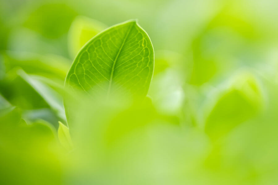 Green leaf with green background