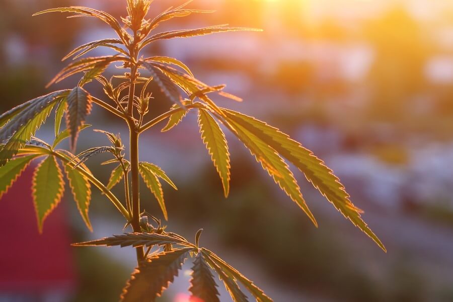Marijuana Plant In Front Of The Sun