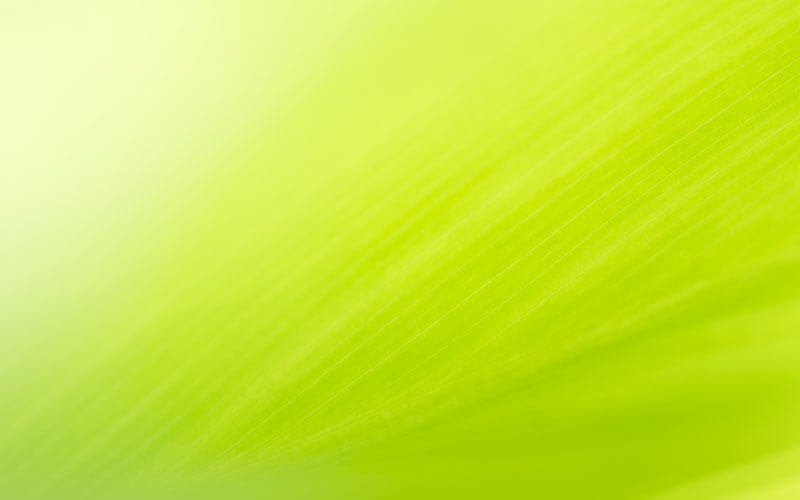 Abstract green plant background